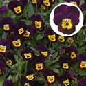 Afbeelding van Viola P9 kleinbloemig Deltini Purple with golden center